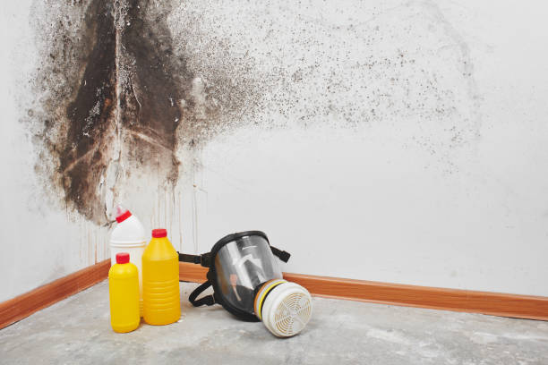 Office Mold Removal Services in Bourbon, IN