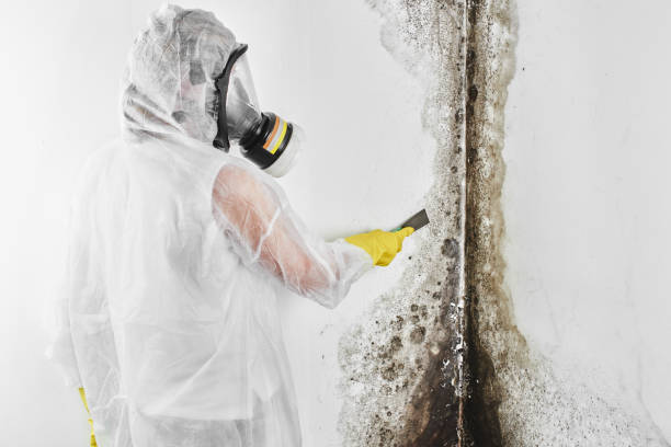 Best Professional Mold Removal  in Bourbon, IN