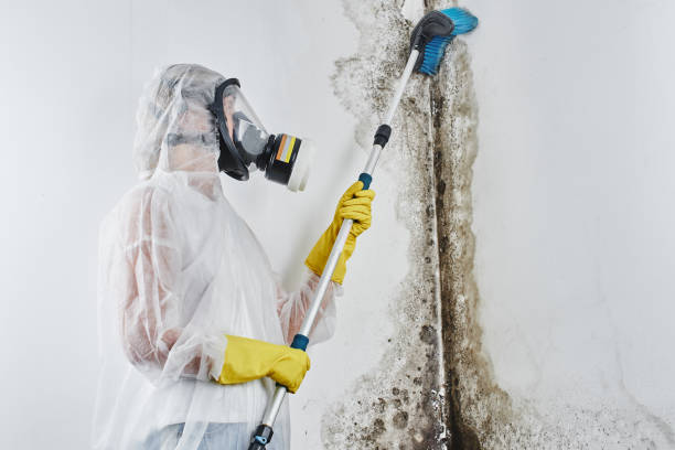 Best Best Mold Removal Companies  in Bourbon, IN
