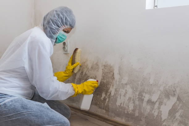 Best Emergency Mold Removal  in Bourbon, IN