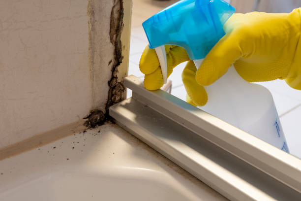 Best Attic Mold Removal  in Bourbon, IN