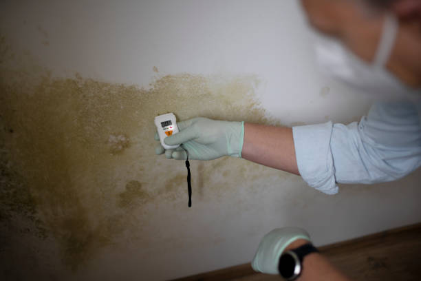 Reliable Bourbon, IN Mold Removal Solutions