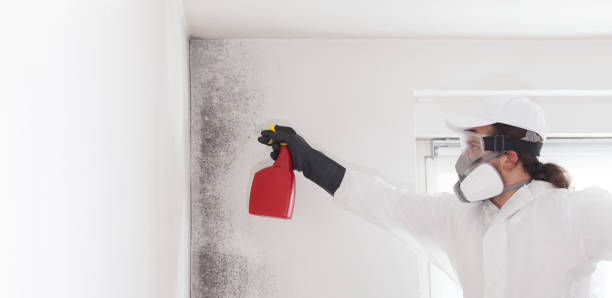 Best Mold Removal Company Near Me  in Bourbon, IN