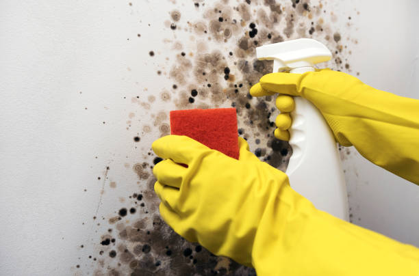 Best Local Mold Removal Service  in Bourbon, IN