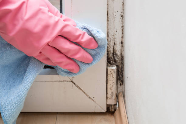  Bourbon, IN Mold Removal Pros