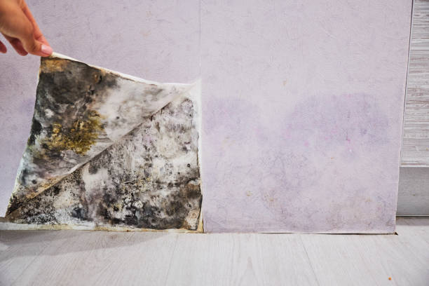 Best Affordable Mold Removal  in Bourbon, IN